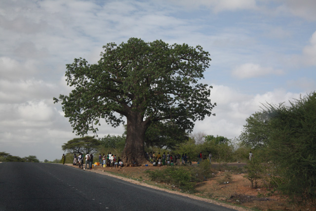 Baobab tree bus stop